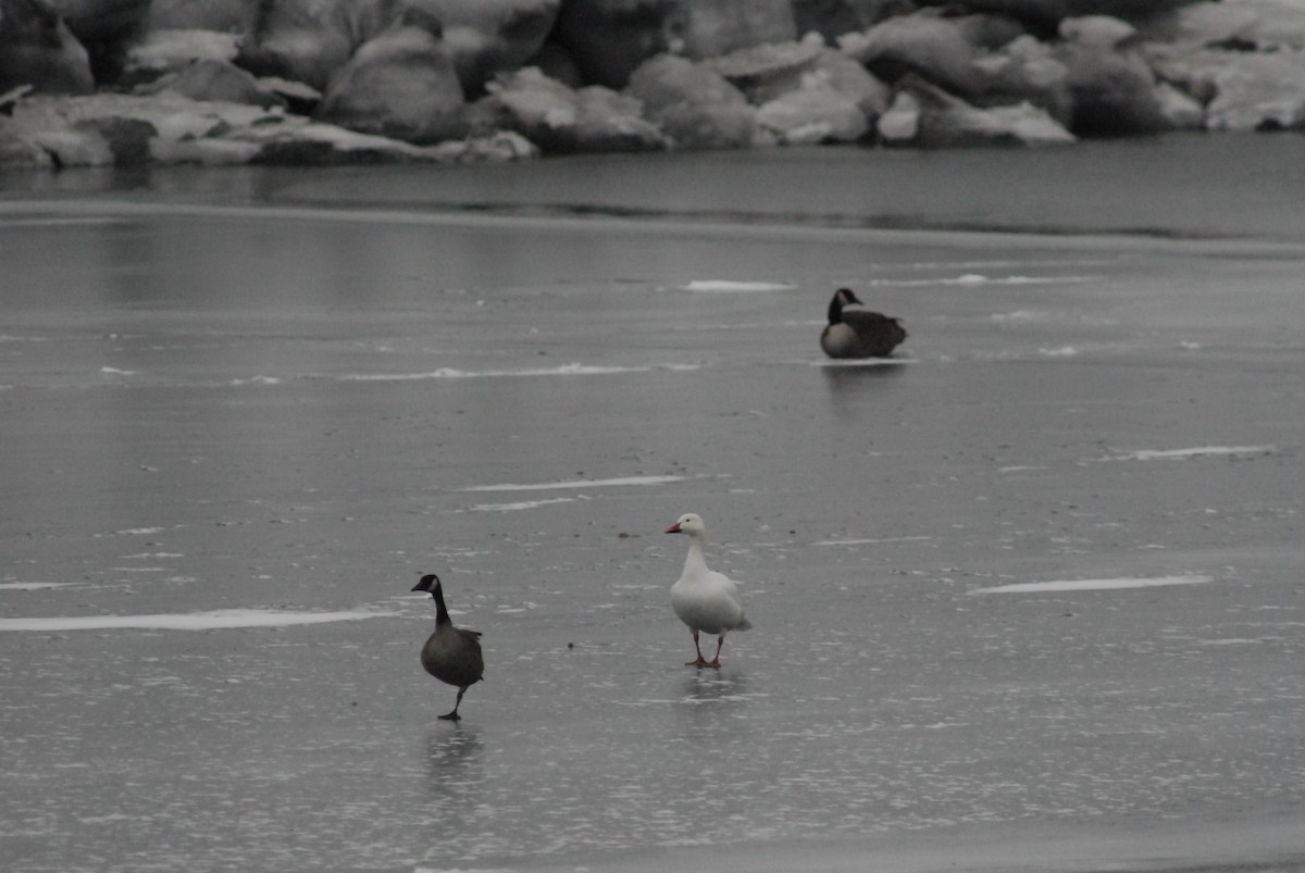 Cackling Goose - Denis Desjardins