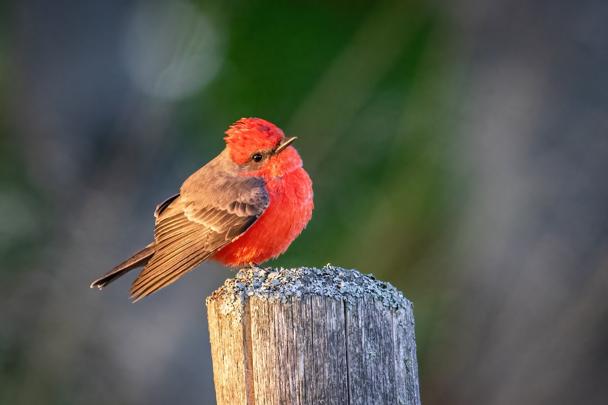 Vermilion Flycatcher - ML609900453