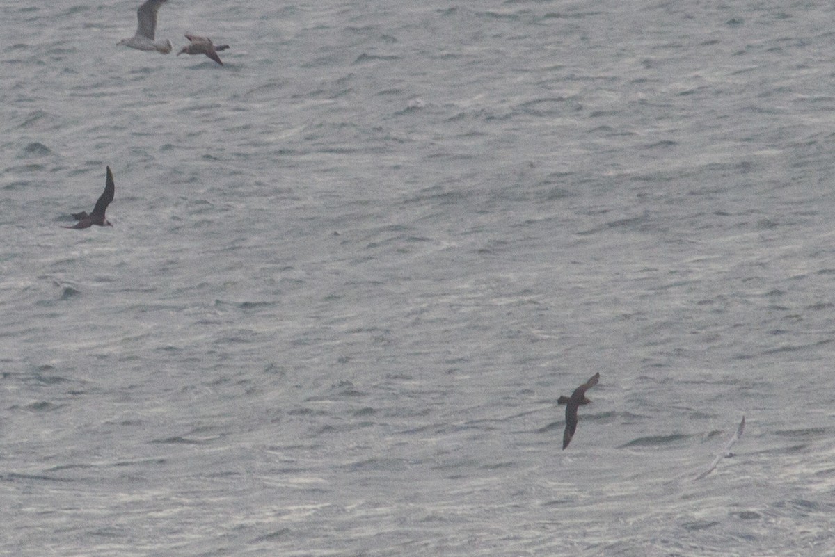 Parasitic Jaeger - ML609900492