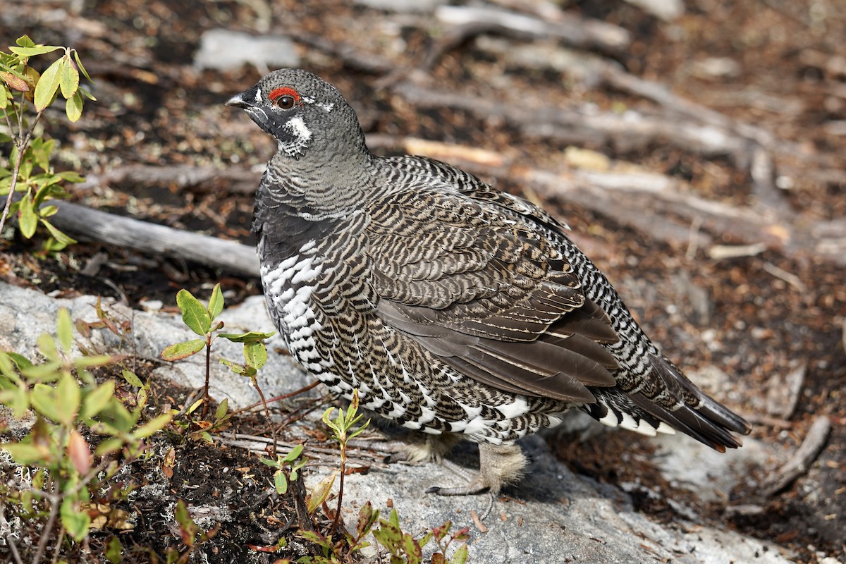 Spruce Grouse - ML609900589