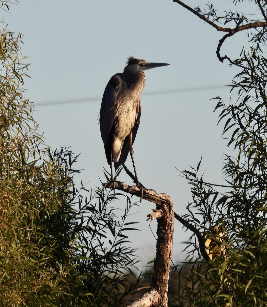 Great Blue Heron - ML609900619