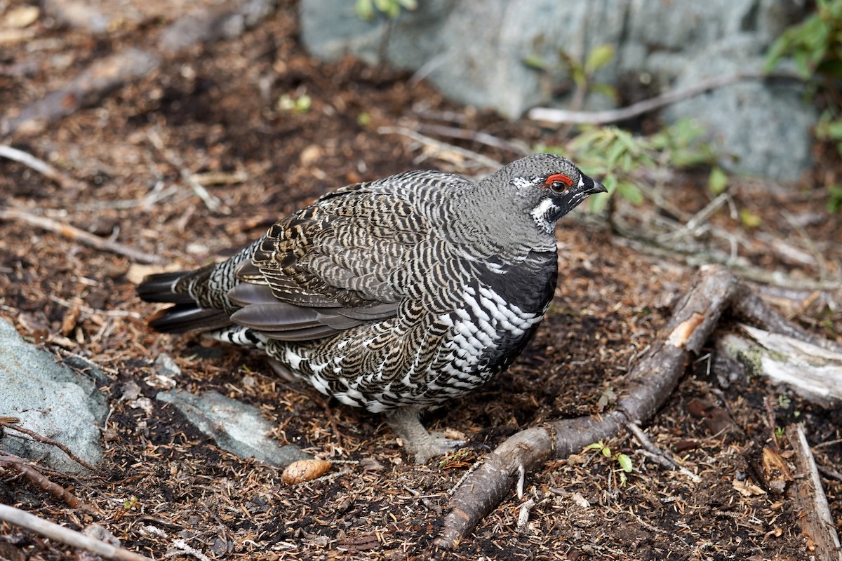 Spruce Grouse - ML609900657