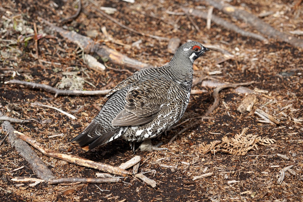 Spruce Grouse - ML609900659