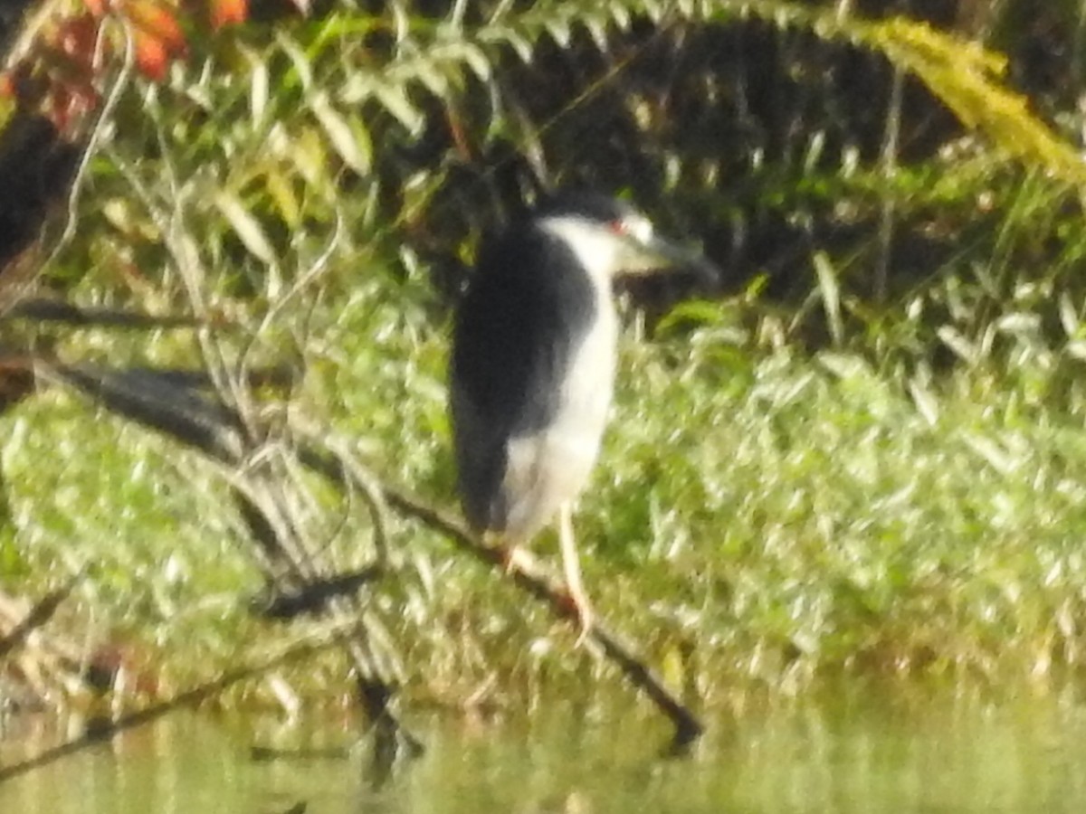 Black-crowned Night Heron - ML609900728