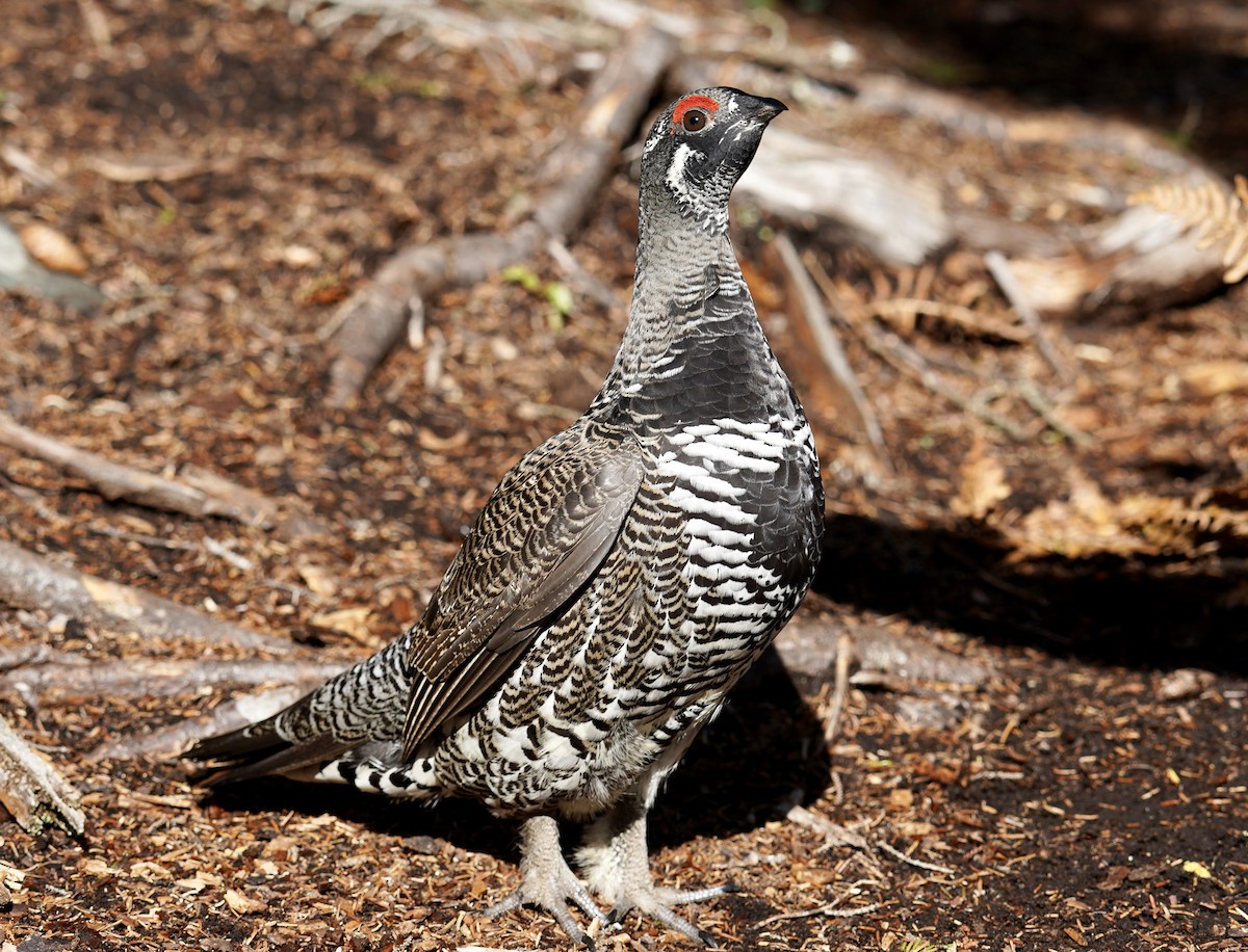 Spruce Grouse - ML609900740