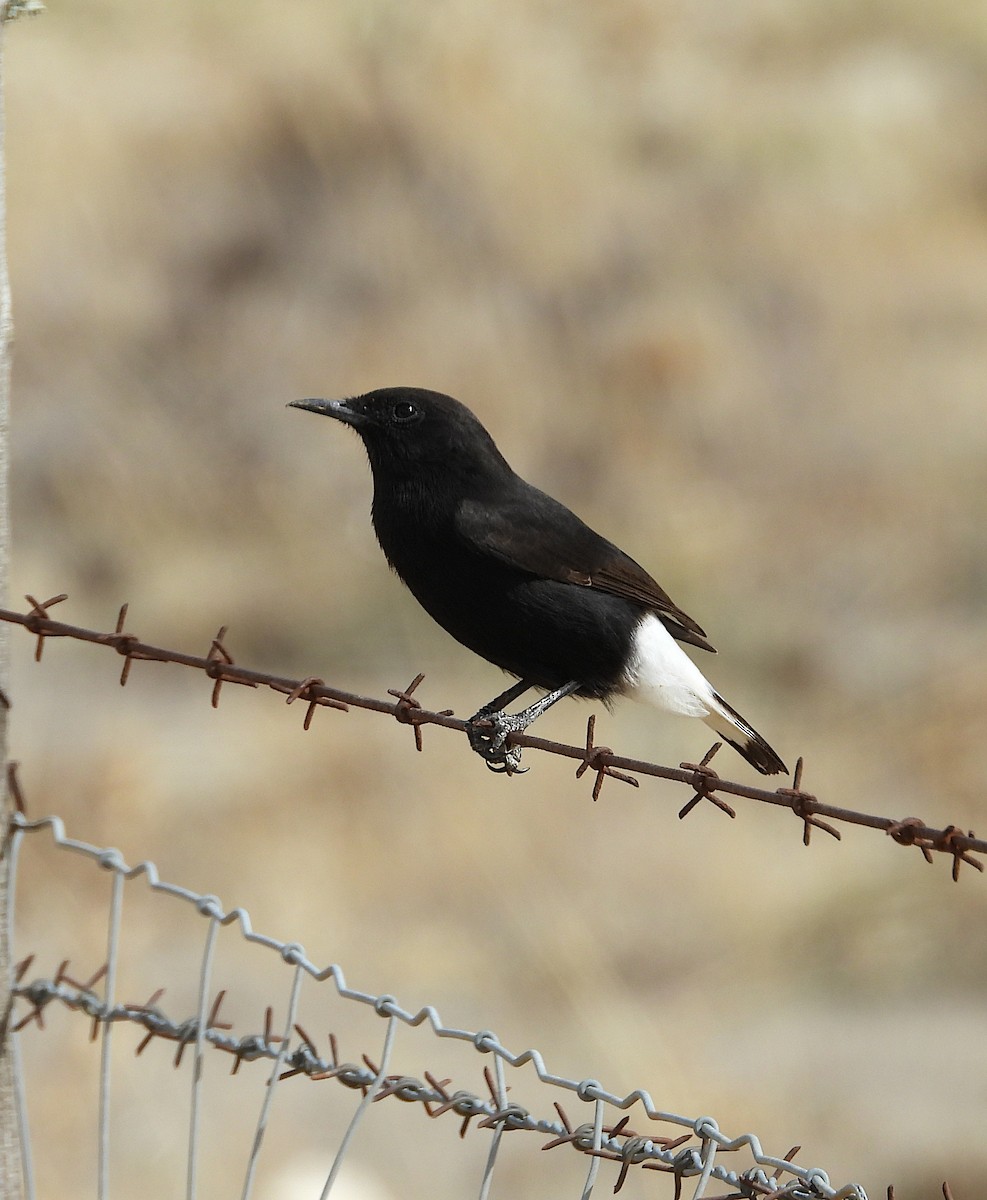 Black Wheatear - ML609900762