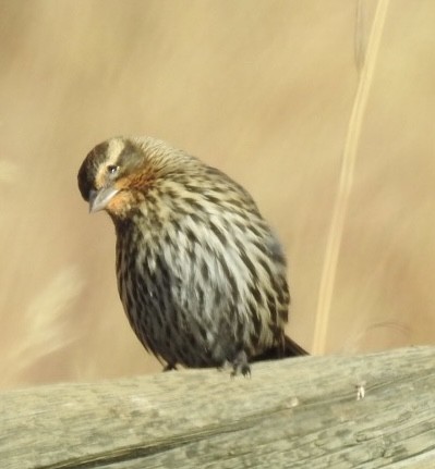 Red-winged Blackbird - Bruce Hoover