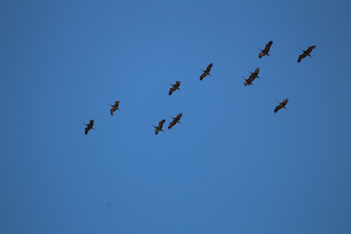 Sandhill Crane - ML609900890