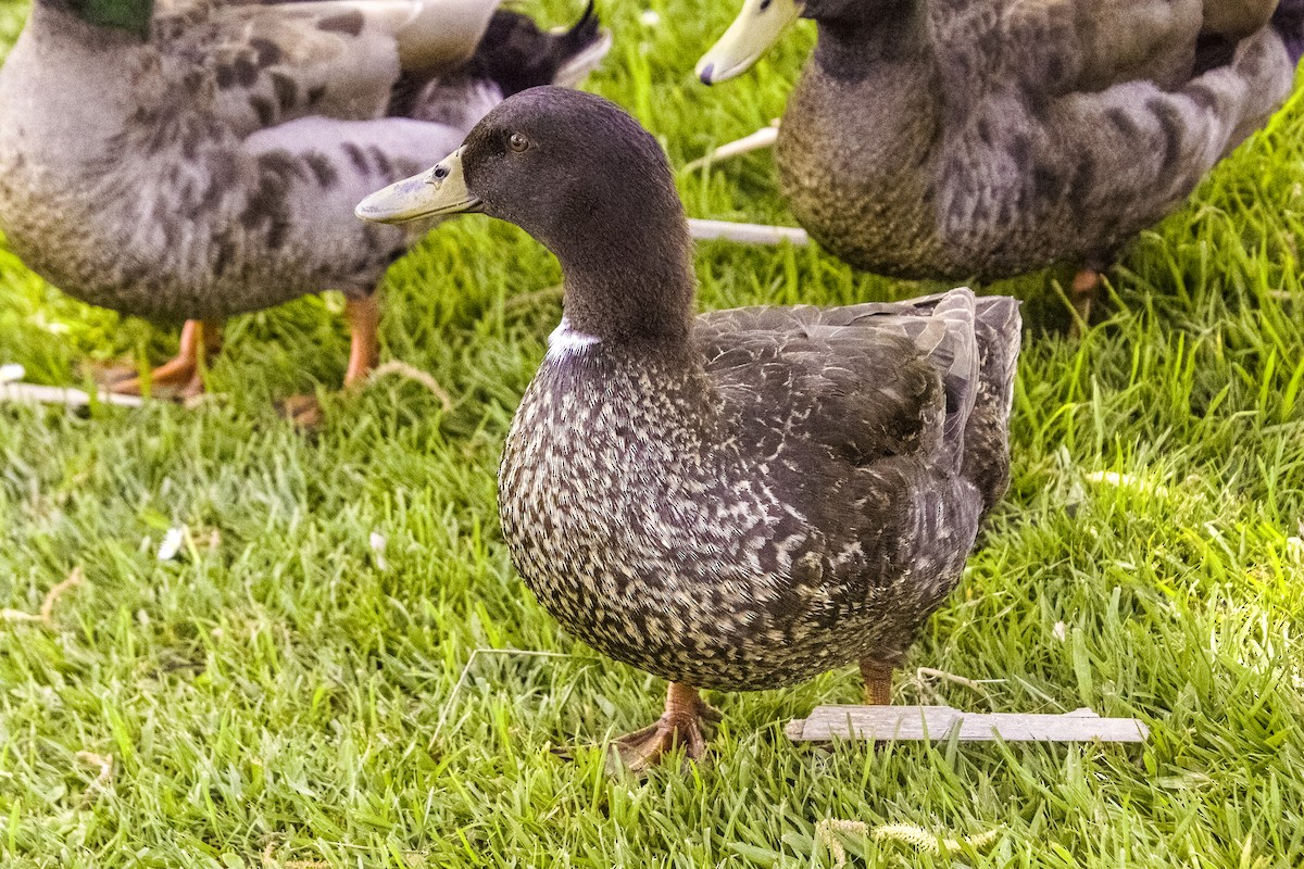 Mallard x Pacific Black Duck (hybrid) - ML609900962