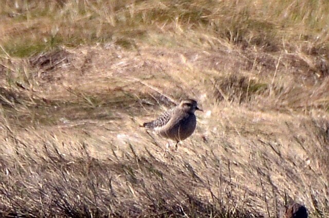 American Golden-Plover - ML609901034