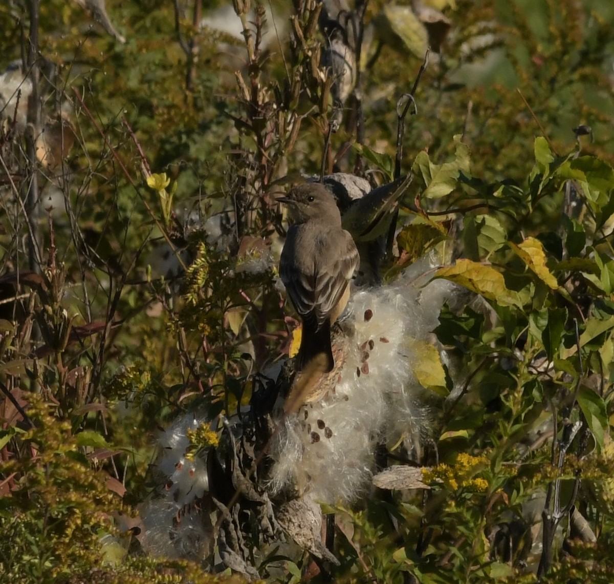 Say's Phoebe - ML609901062