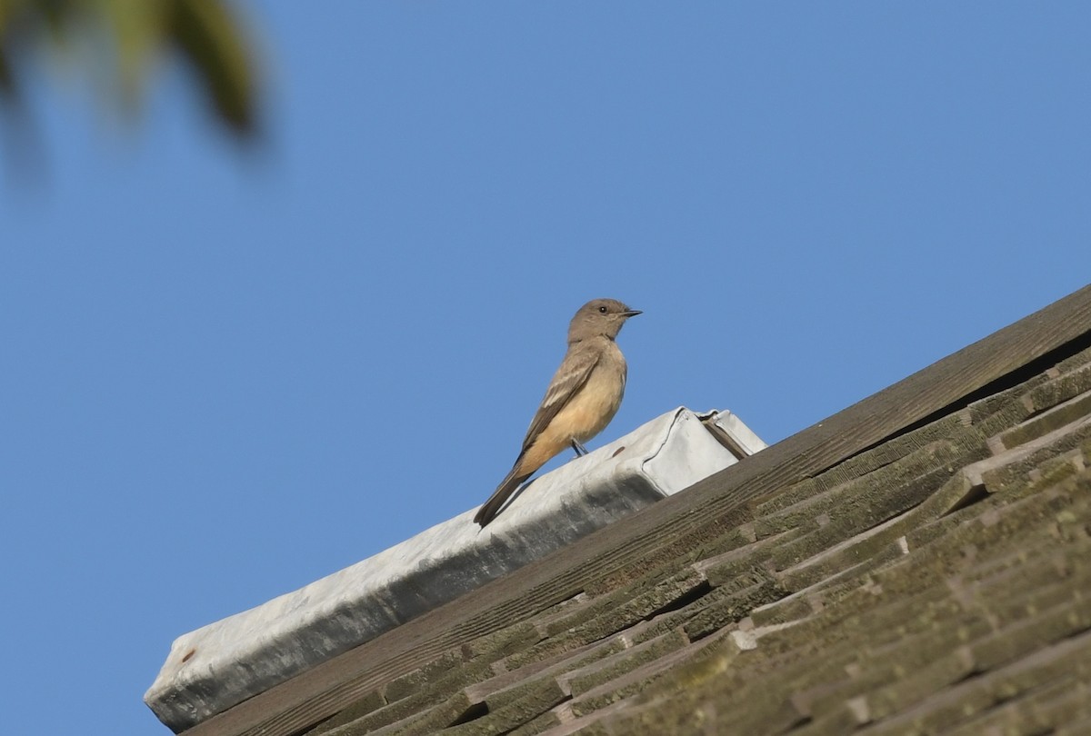 Say's Phoebe - ML609901063