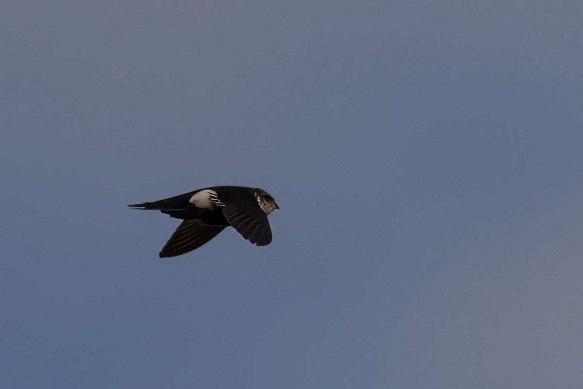White-throated Swift - ML609901066