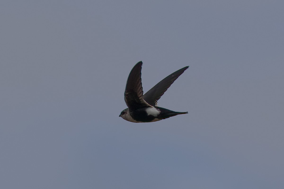 White-throated Swift - ML609901068