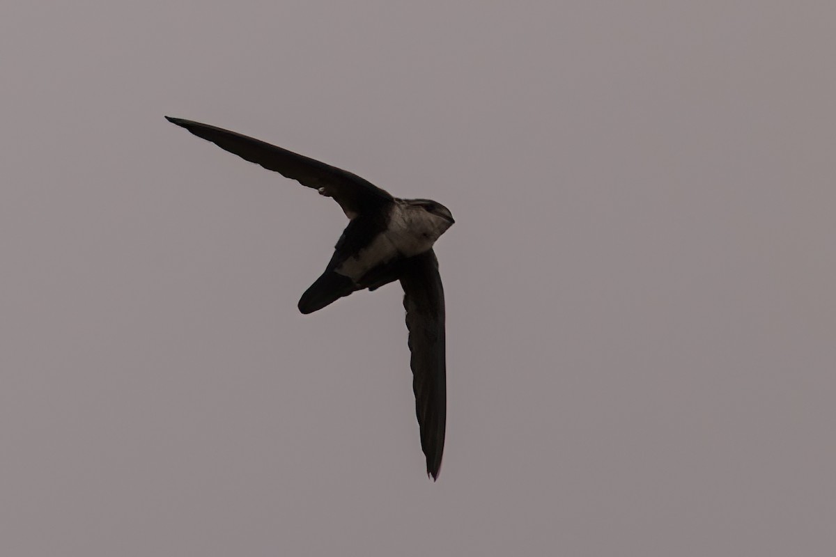 White-throated Swift - ML609901069
