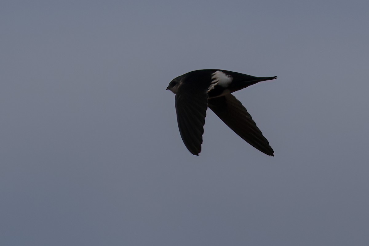 White-throated Swift - ML609901070