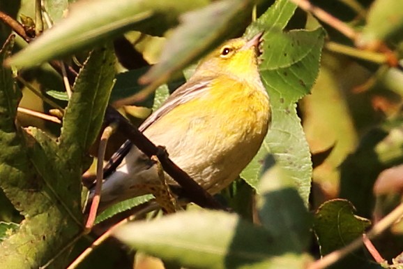 Pine Warbler - Marie Hageman