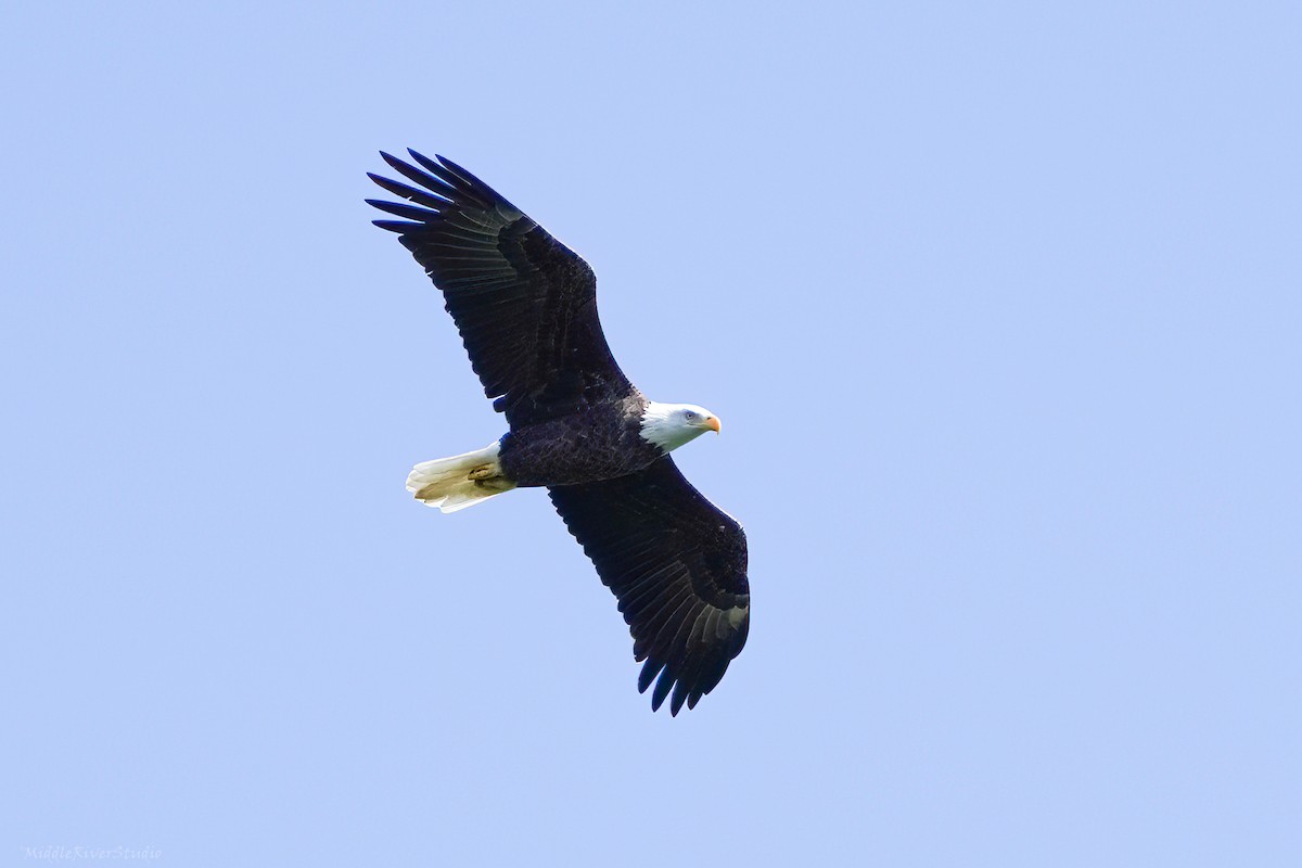 Bald Eagle - ML609901124