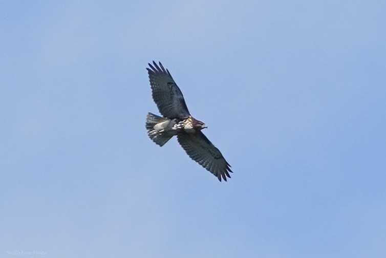 Red-tailed Hawk - ML609901130