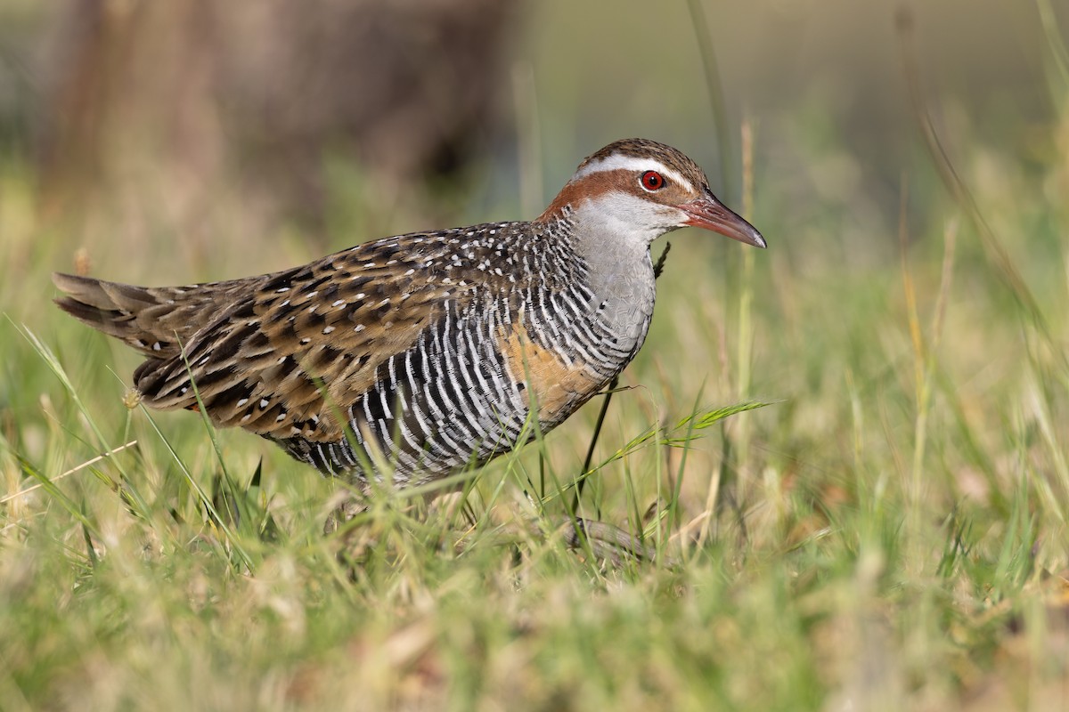 Buff-banded Rail - ML609901137