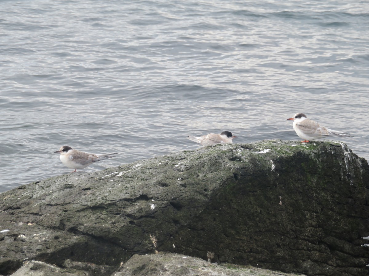 Arctic Tern - ML609901140