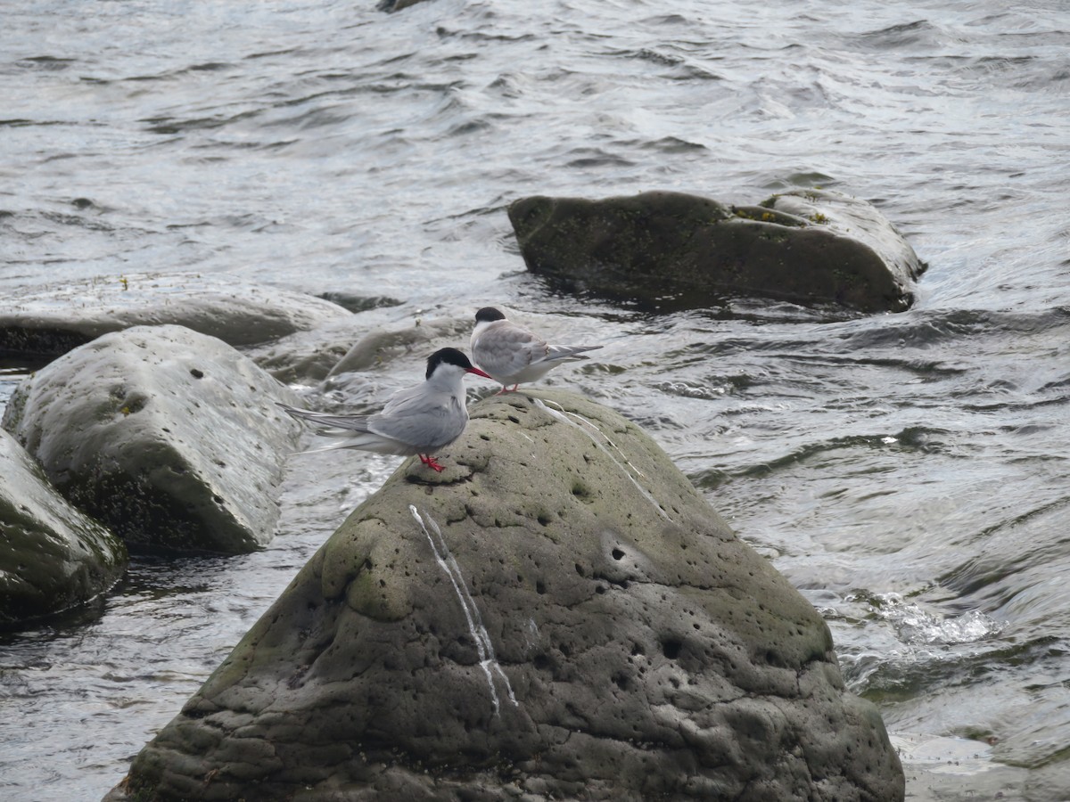 Arctic Tern - ML609901151