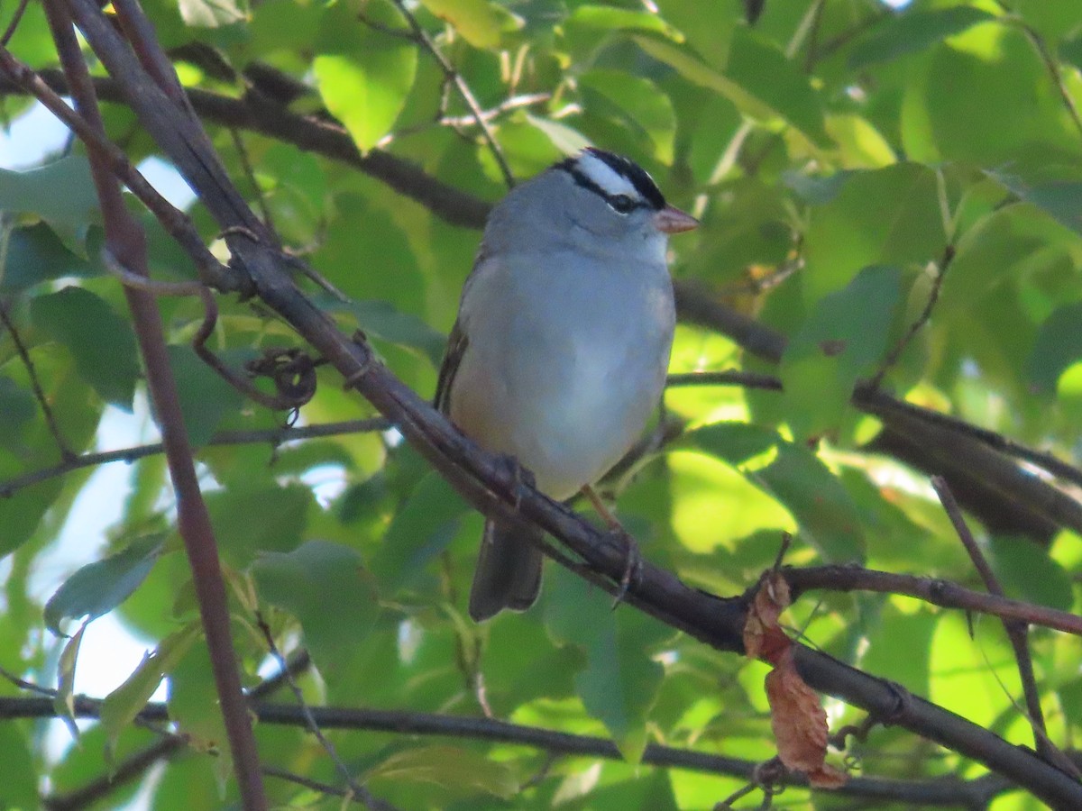 White-crowned Sparrow - ML609901222