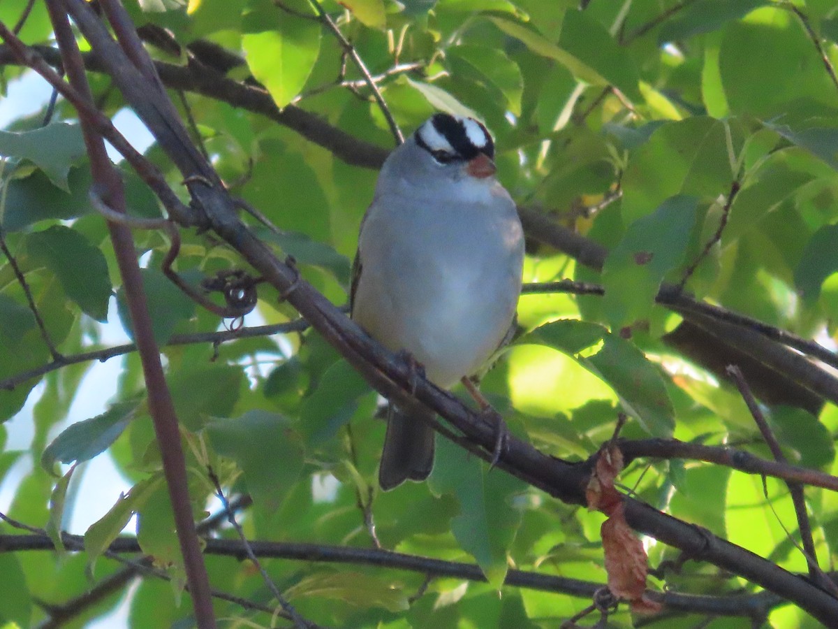 White-crowned Sparrow - ML609901223