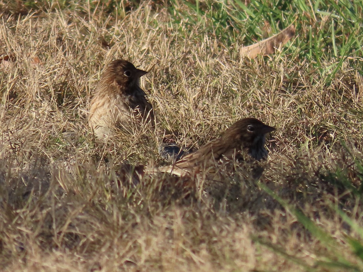 Vesper Sparrow - ML609901254