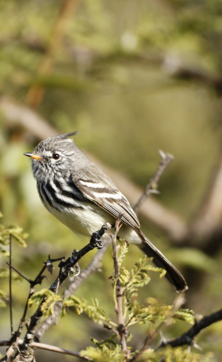 Yellow-billed Tit-Tyrant - ML609901349