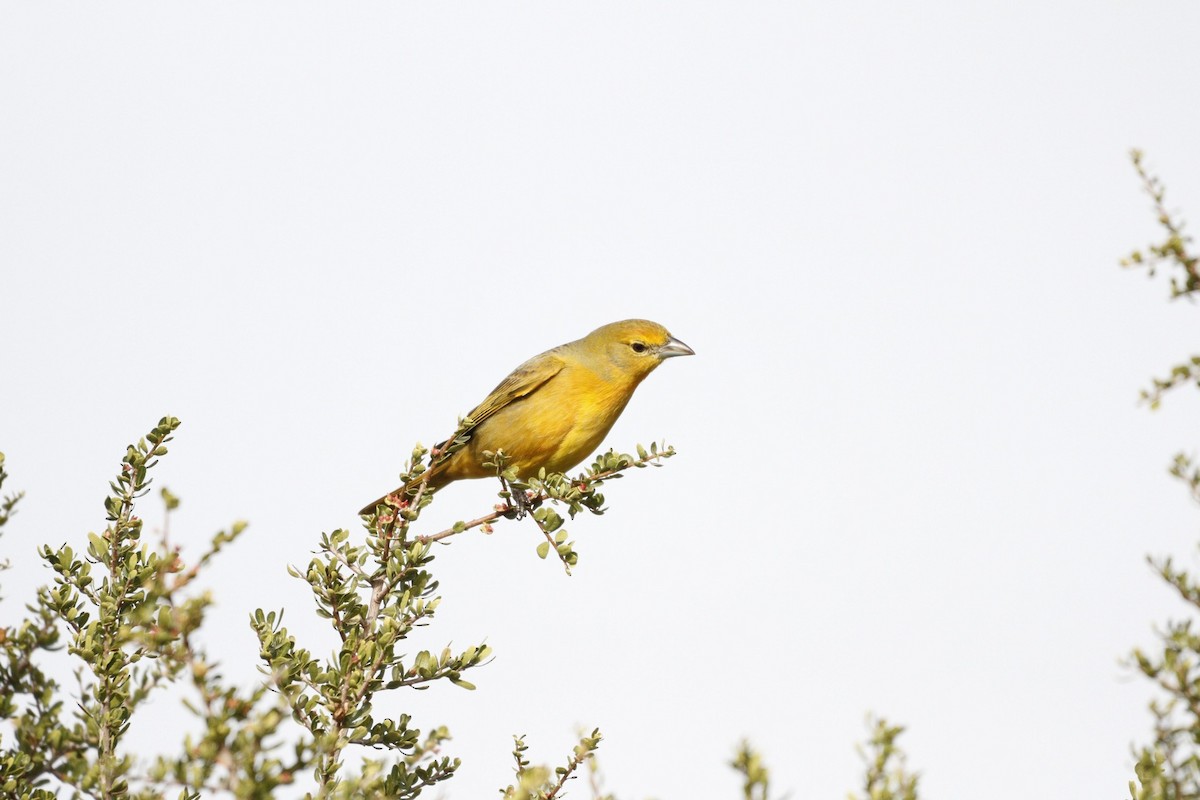 Hepatic Tanager - ML609901357