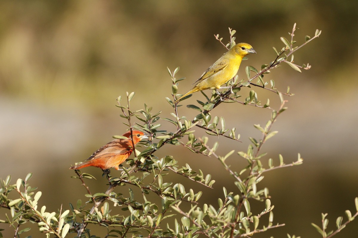 Hepatic Tanager - ML609901358