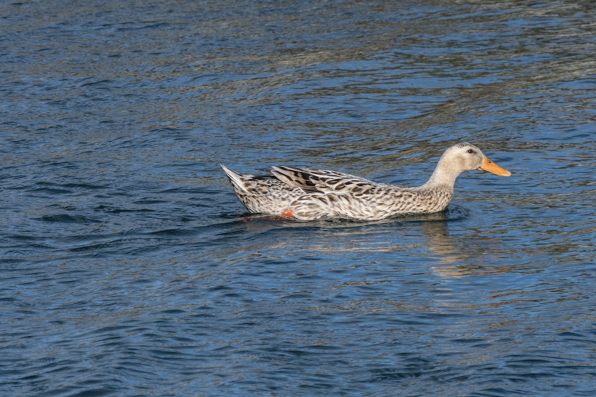 Mallard (Domestic type) - ML609901383