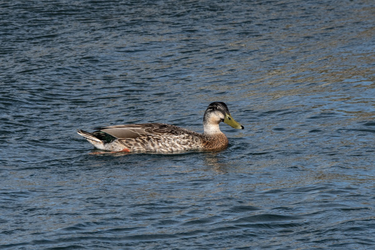 Mallard x Pacific Black Duck (hybrid) - ML609901394