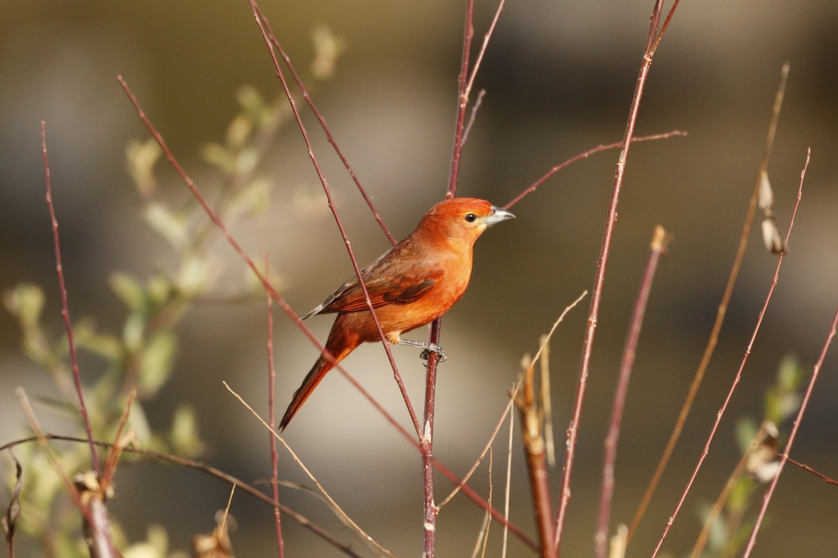 Hepatic Tanager - ML609901401