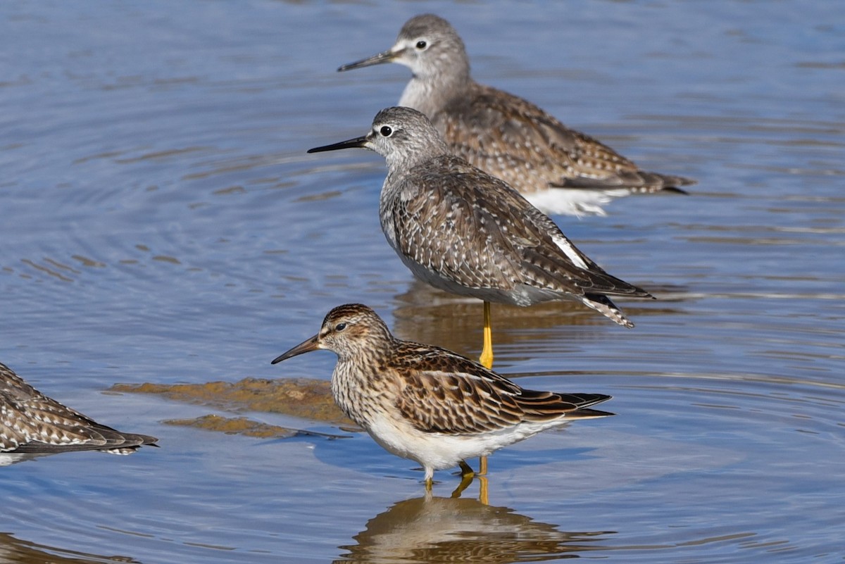 Pectoral Sandpiper - ML609901416