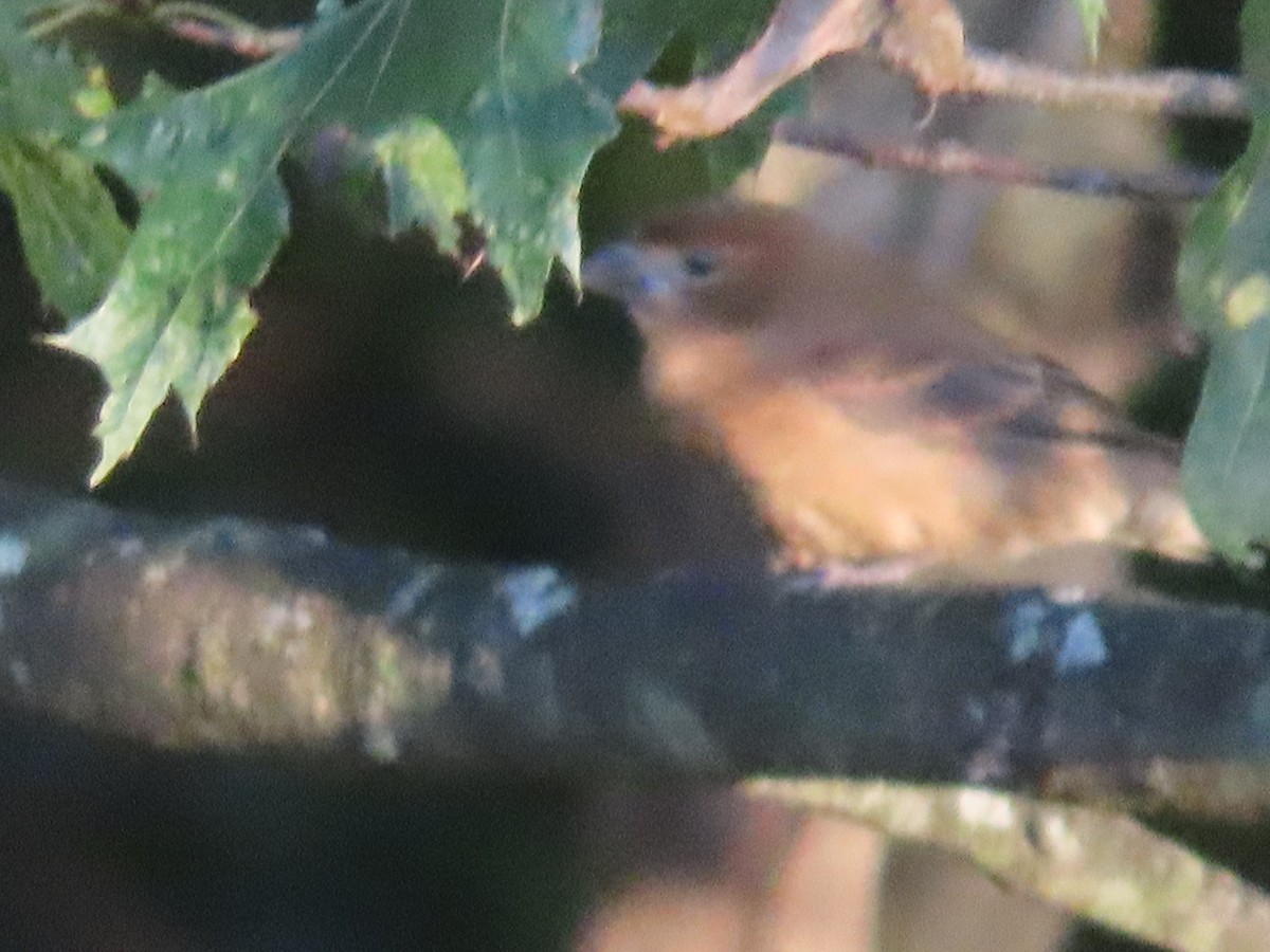 Blue Grosbeak - ML609901441