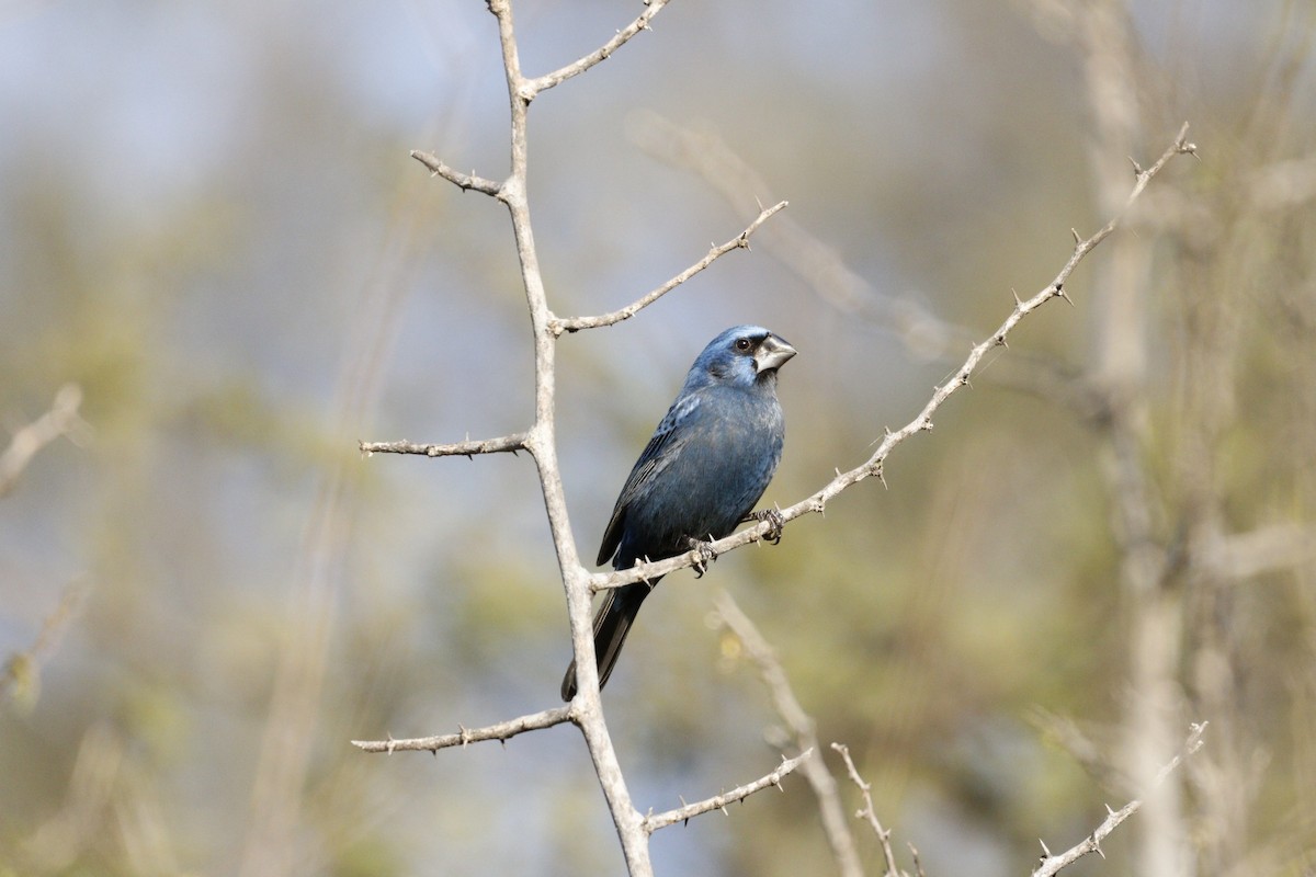 Ultramarine Grosbeak - ML609901442