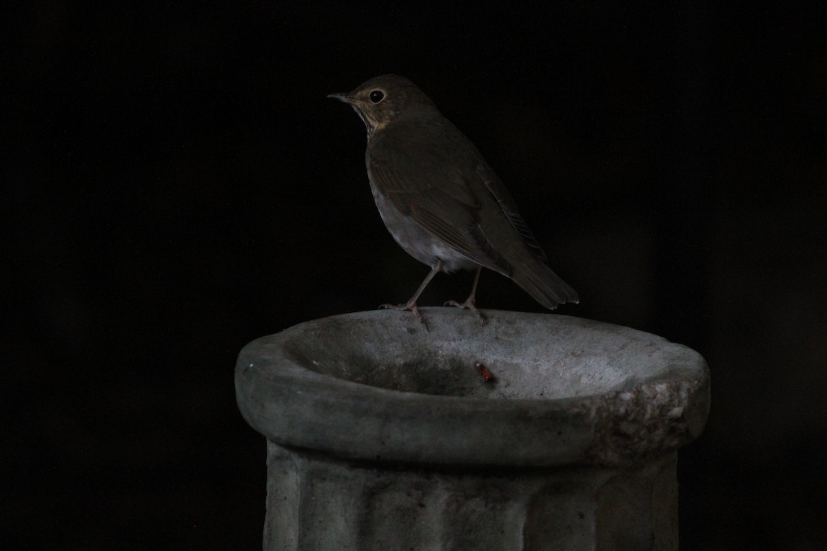 Swainson's Thrush (Olive-backed) - ML609901461