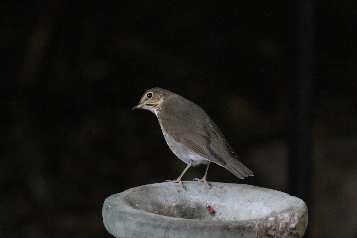 Swainson's Thrush (Olive-backed) - ML609901469