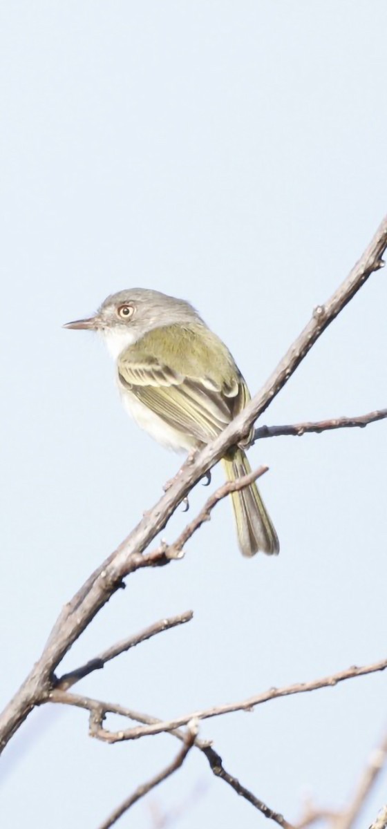 Pearly-vented Tody-Tyrant - ML609901481