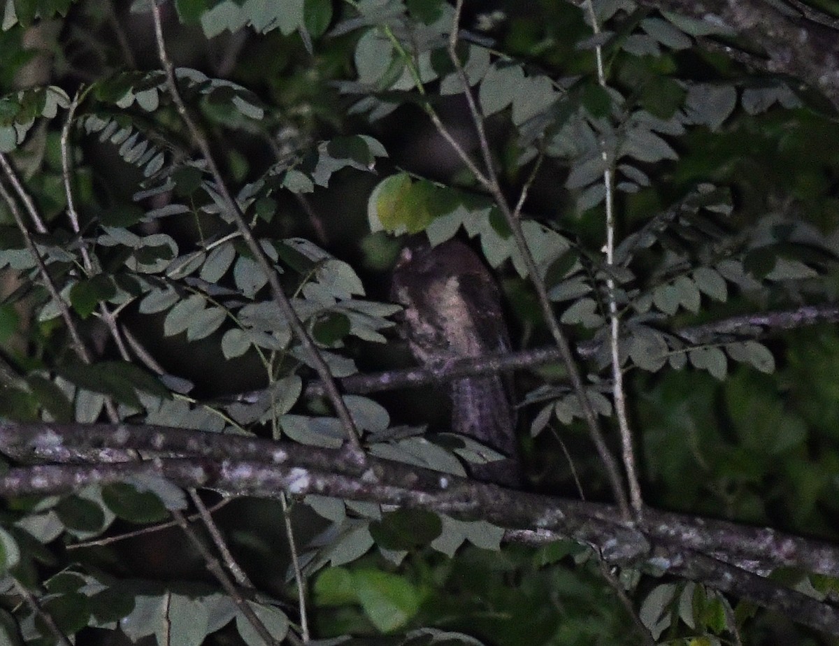 Moluccan Owlet-nightjar - Joshua Vandermeulen