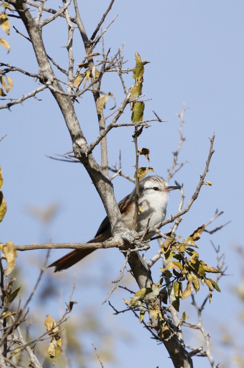 Stripe-crowned Spinetail - ML609901573