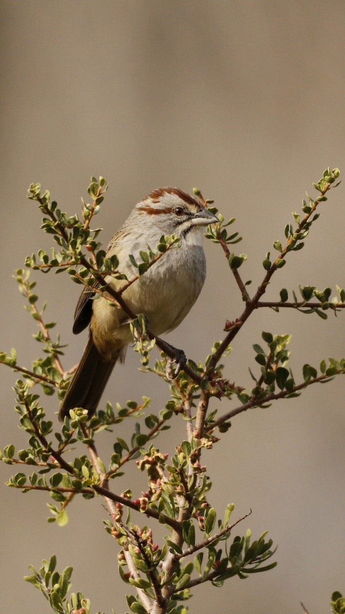 Chaco Sparrow - ML609901592