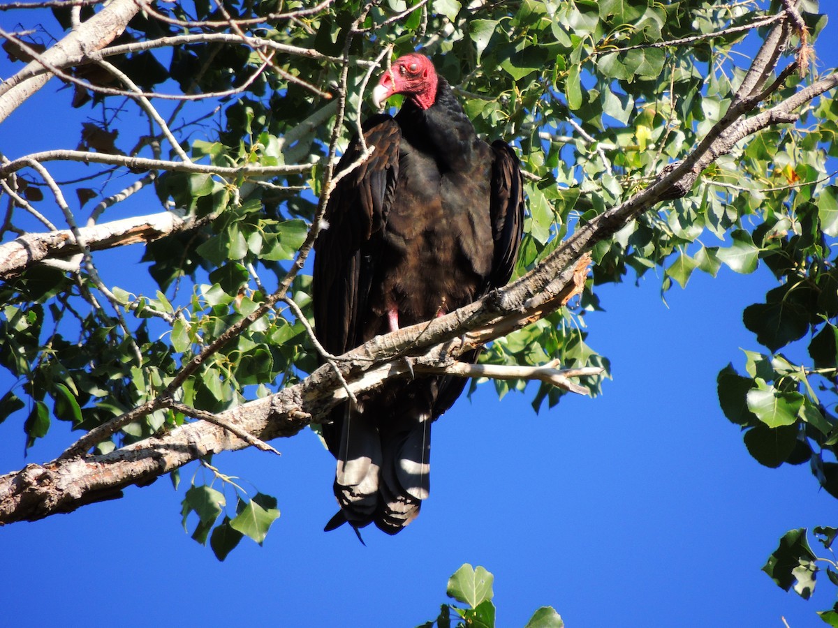 Turkey Vulture - ML609901604