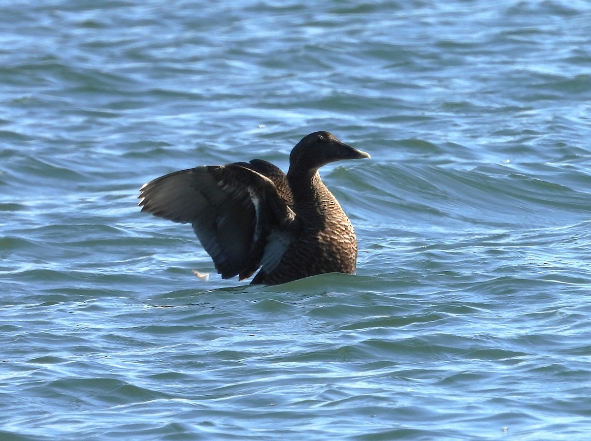 Common Eider - ML609901626