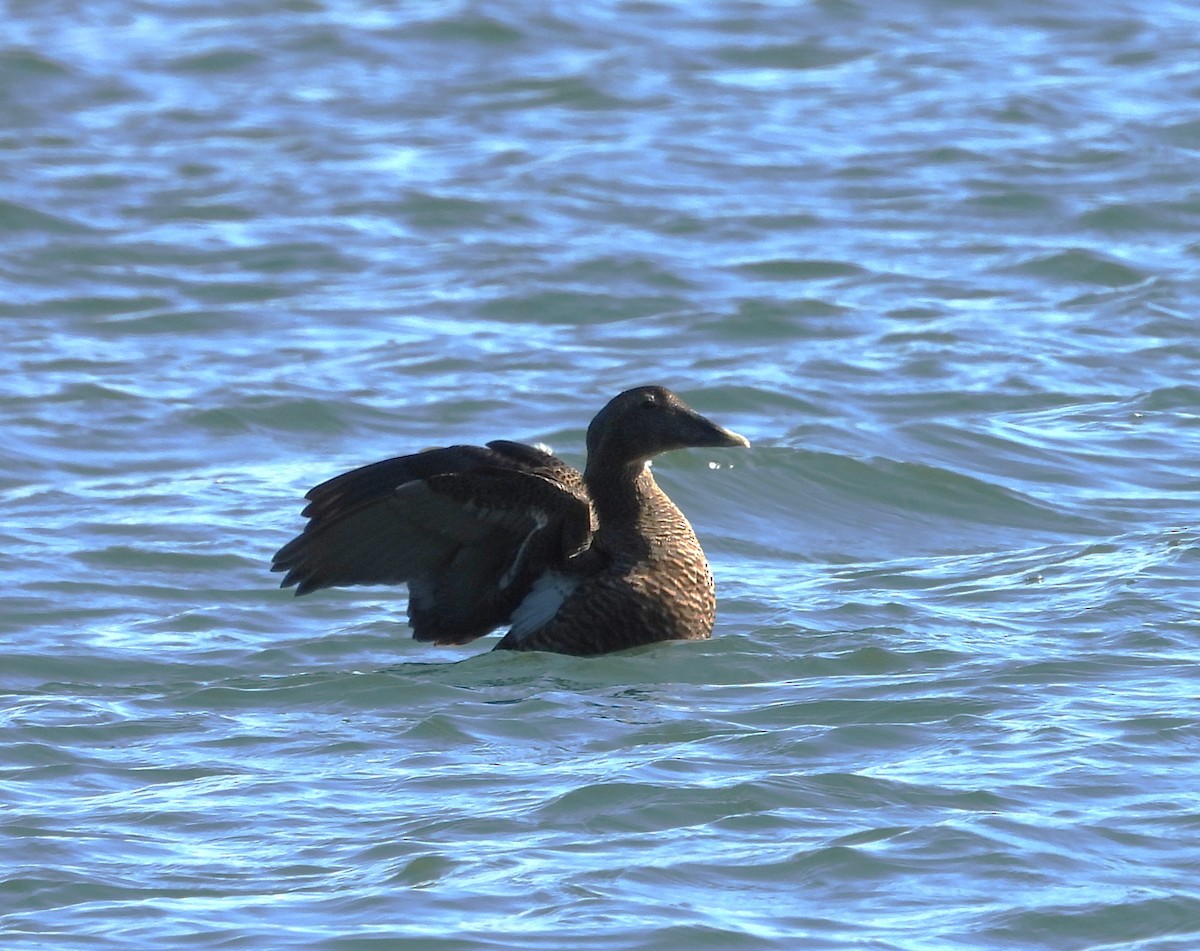 Common Eider - ML609901627