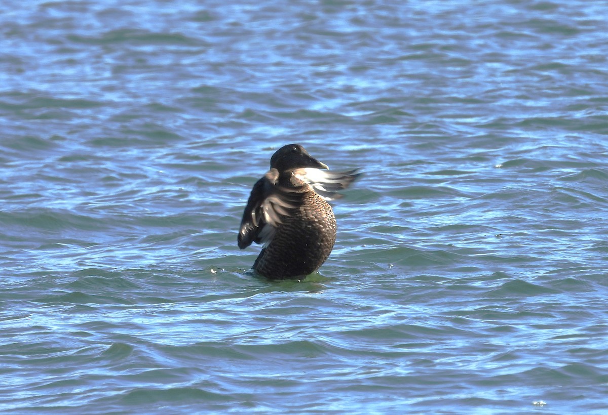 Common Eider - Paolo Matteucci