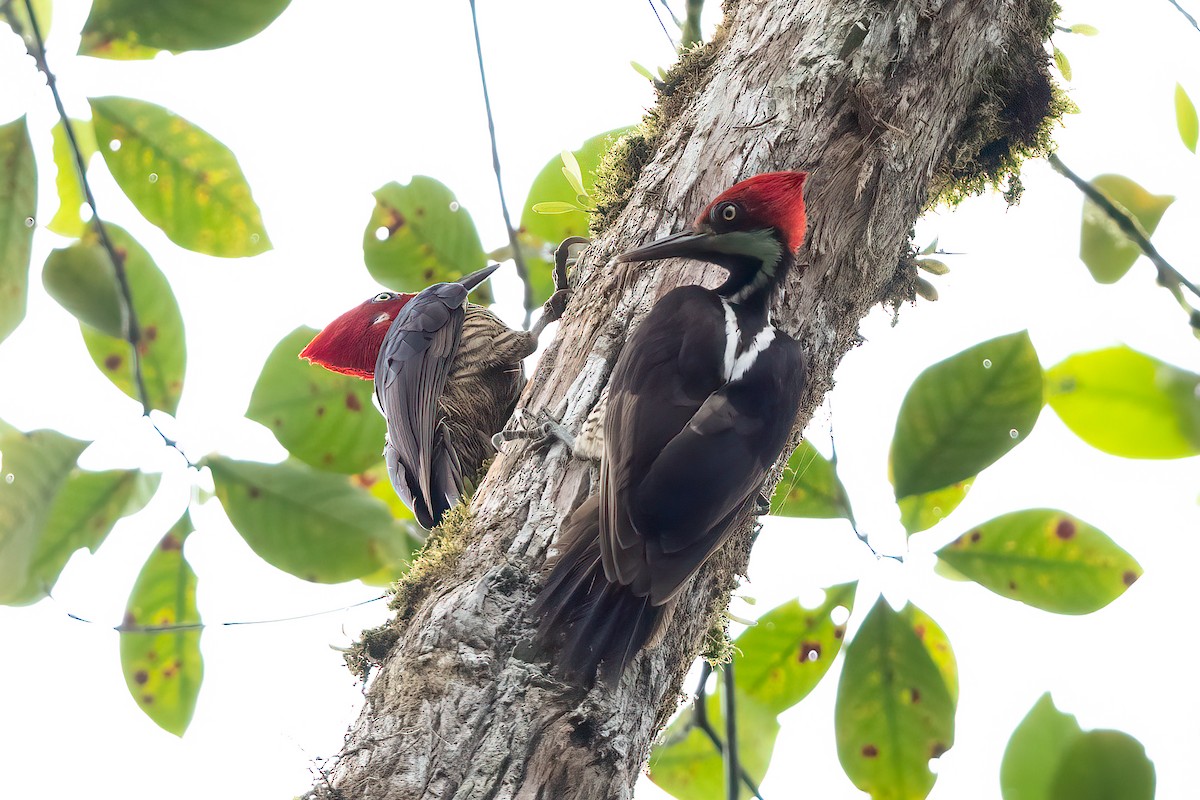 Guayaquil Woodpecker - ML609901636