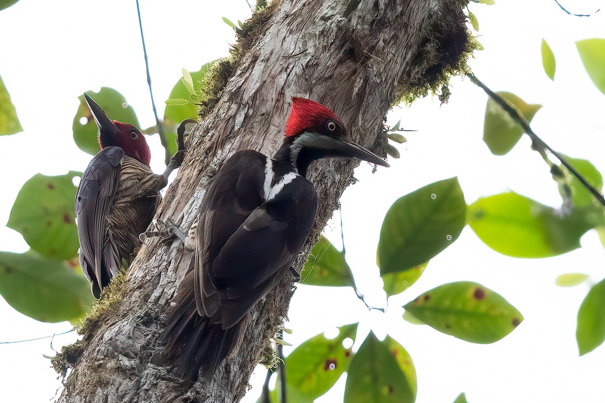 Guayaquil Woodpecker - ML609901639